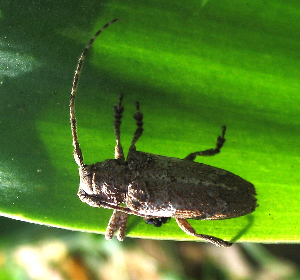 Niphona picticornis